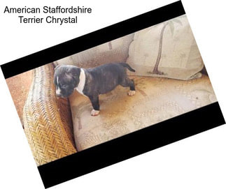 American Staffordshire Terrier Chrystal