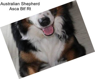 Australian Shepherd Asca Btf Rt