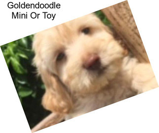 Goldendoodle Mini Or Toy