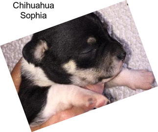 Chihuahua Sophia