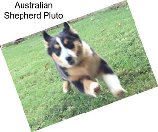 Australian Shepherd Pluto