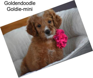 Goldendoodle Goldie-mini