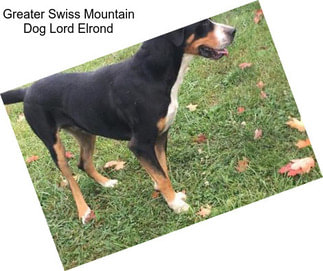 Greater Swiss Mountain Dog Lord Elrond