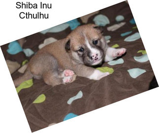 Shiba Inu Cthulhu