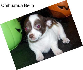 Chihuahua Bella