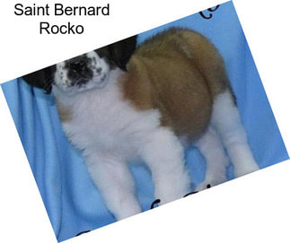 Saint Bernard Rocko