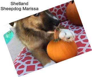 Shetland Sheepdog Marissa
