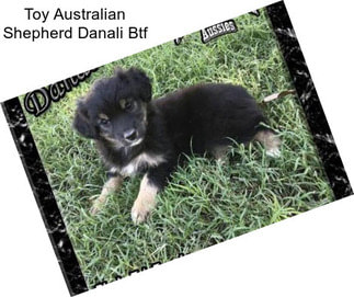 Toy Australian Shepherd Danali Btf