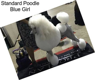 Standard Poodle Blue Girl