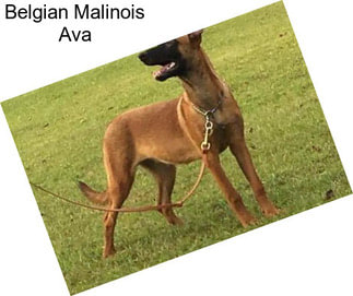 Belgian Malinois Ava