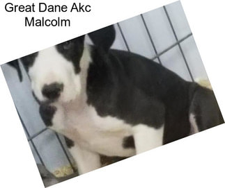 Great Dane Akc Malcolm