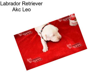 Labrador Retriever Akc Leo