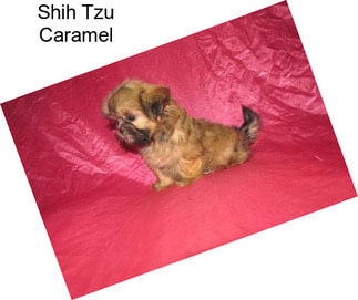 Shih Tzu Caramel