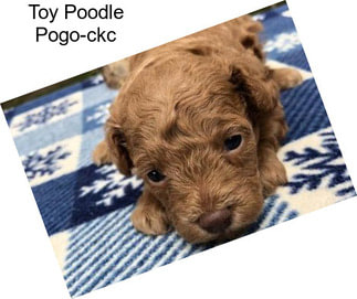 Toy Poodle Pogo-ckc