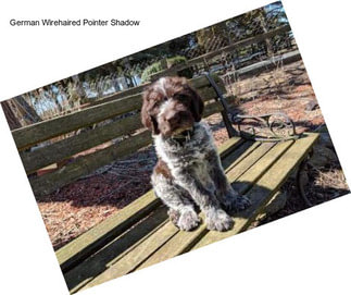 German Wirehaired Pointer Shadow