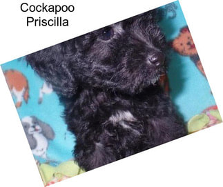 Cockapoo Priscilla