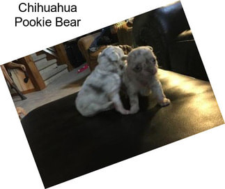 Chihuahua Pookie Bear