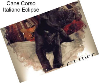 Cane Corso Italiano Eclipse