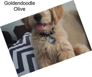 Goldendoodle Olive