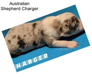 Australian Shepherd Charger