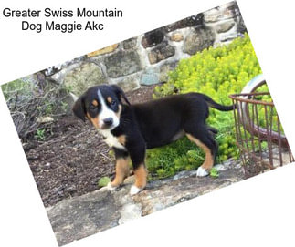 Greater Swiss Mountain Dog Maggie Akc