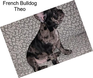 French Bulldog Theo