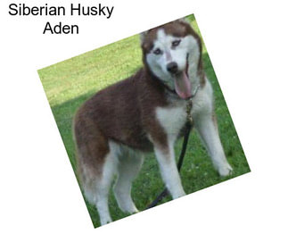 Siberian Husky Aden