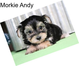 Morkie Andy
