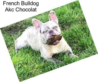 French Bulldog Akc Chocolat