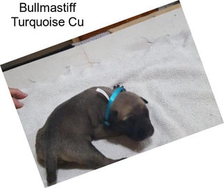 Bullmastiff Turquoise Cu