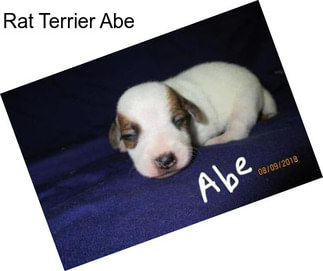 Rat Terrier Abe