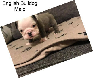 English Bulldog Male