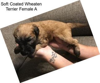 Soft Coated Wheaten Terrier Female A