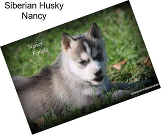 Siberian Husky Nancy