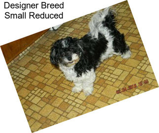 Designer Breed Small Reduced