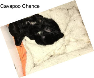 Cavapoo Chance