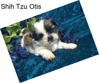 Shih Tzu Otis