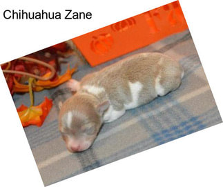 Chihuahua Zane