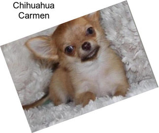 Chihuahua Carmen