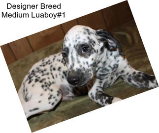 Designer Breed Medium Luaboy#1