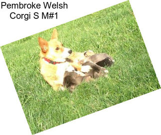 Pembroke Welsh Corgi S M#1