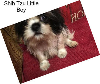 Shih Tzu Little Boy