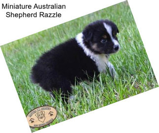 Miniature Australian Shepherd Razzle