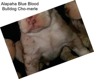 Alapaha Blue Blood Bulldog Cho-merle