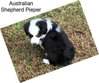 Australian Shepherd Pieper