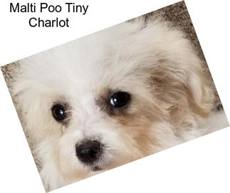 Malti Poo Tiny Charlot