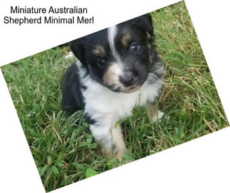 Miniature Australian Shepherd Minimal Merl