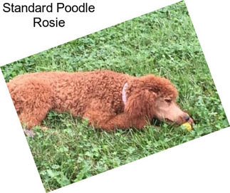 Standard Poodle Rosie