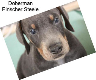 Doberman Pinscher Steele