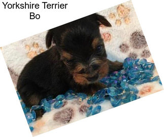Yorkshire Terrier Bo